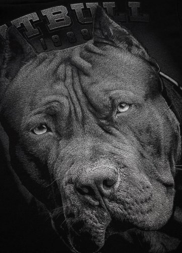 Pitbull West Coast - Mikina s kapucňou Born in 198